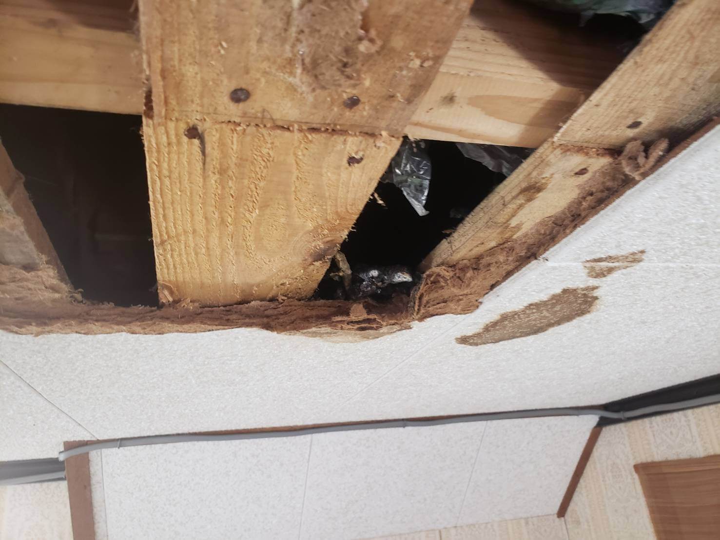 天井のシミの正体は。。。 マル川建設株式会社(鹿児島県南九州市の建設会社) 天井のシミの正体は。。。 マル川建設株式会社(鹿児島県南九州市の建設会社)